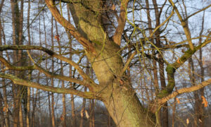 Photo naturaliste