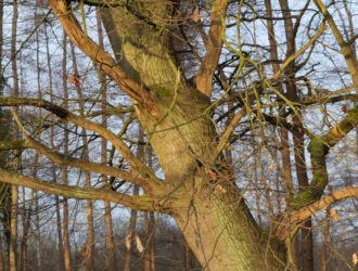 Photo naturaliste
