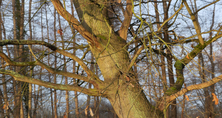 Photo naturaliste