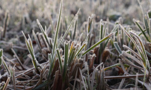Photo naturaliste