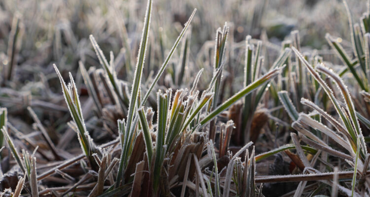 Photo naturaliste