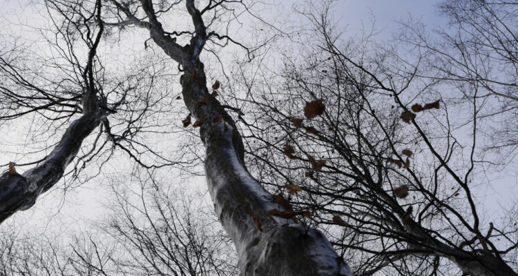 Photo naturaliste