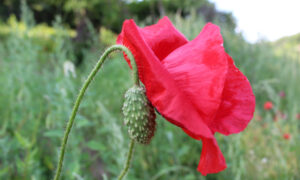 Photo naturaliste
