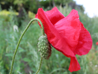 Photo naturaliste