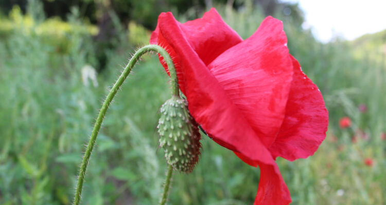 Photo naturaliste