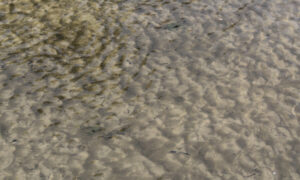 Photo naturaliste